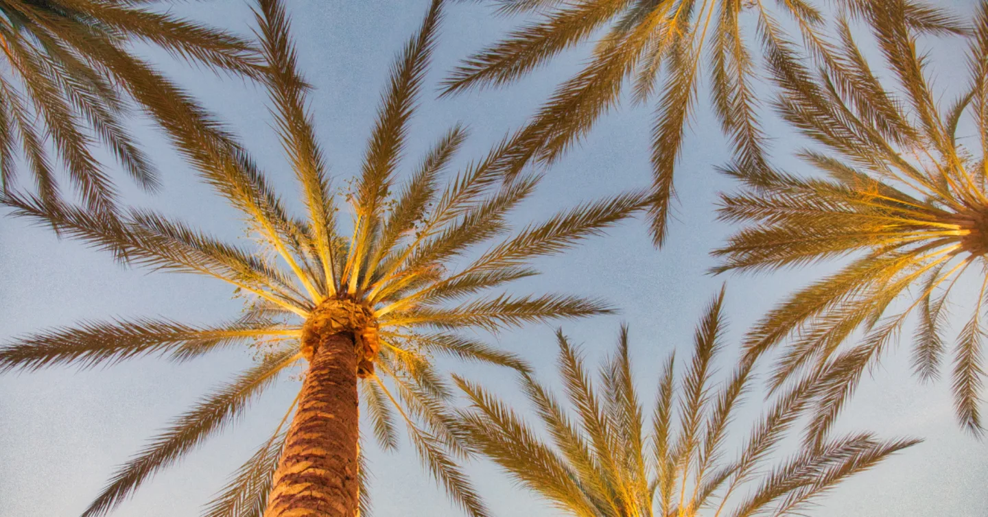 Looking up through palm fronds toward a sunlit sky