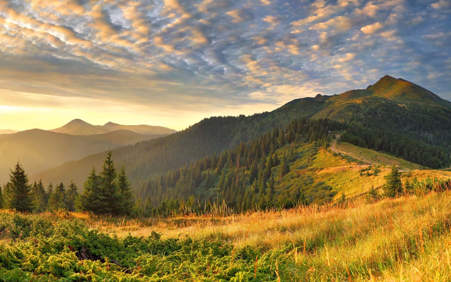 Sunlit evergreen forest and mountain meadow under a wide open sky