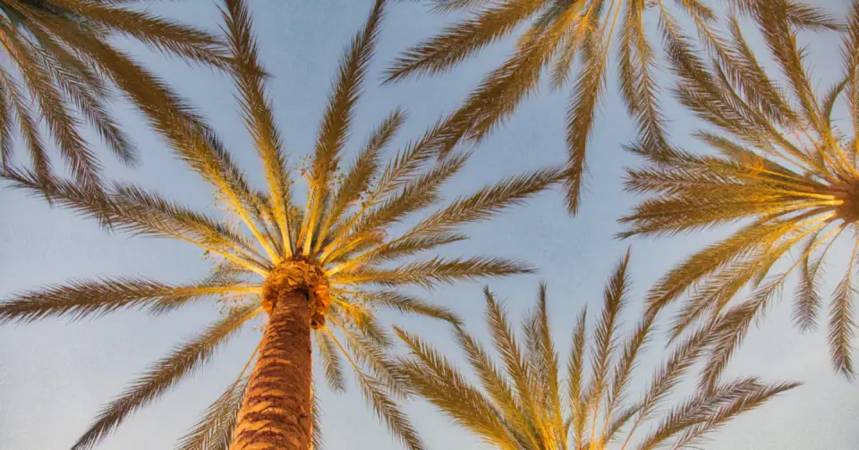 Looking up through palm fronds toward a sunlit sky